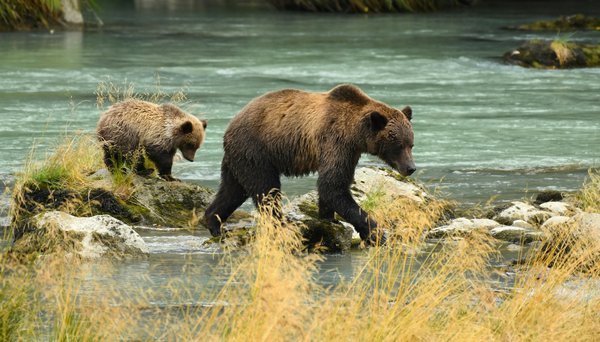 Comment préparer une expédition d'observation des grizzlis en Alaska, USA ?